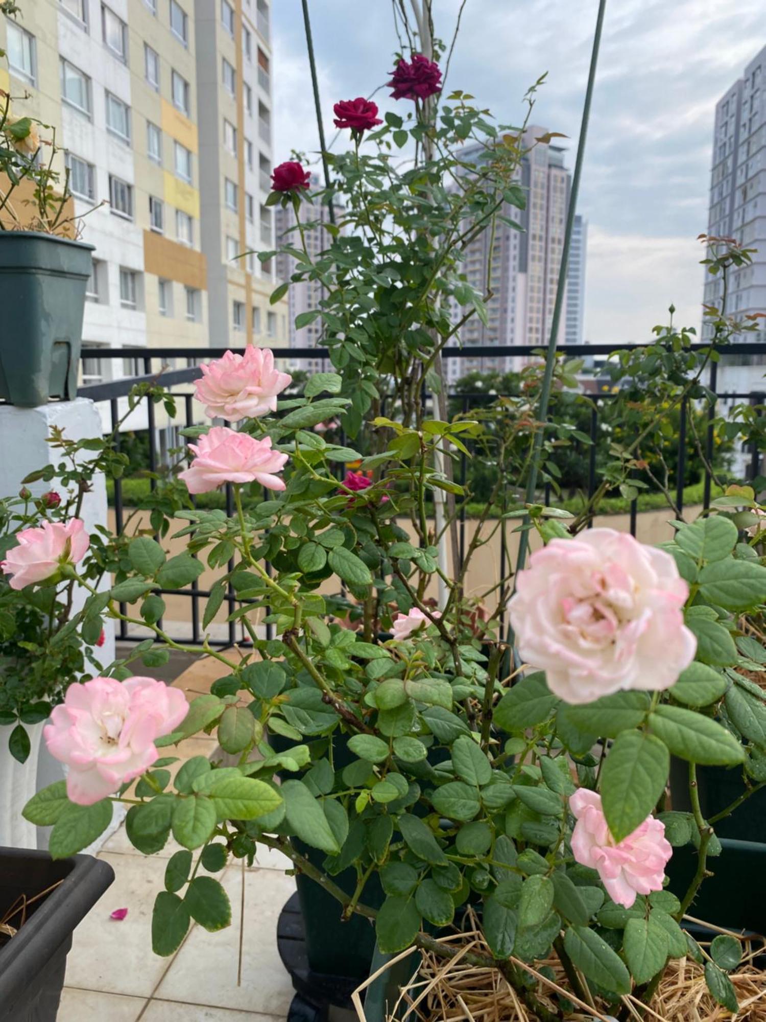 Homey Apartment Ho Či Minovo Město Exteriér fotografie