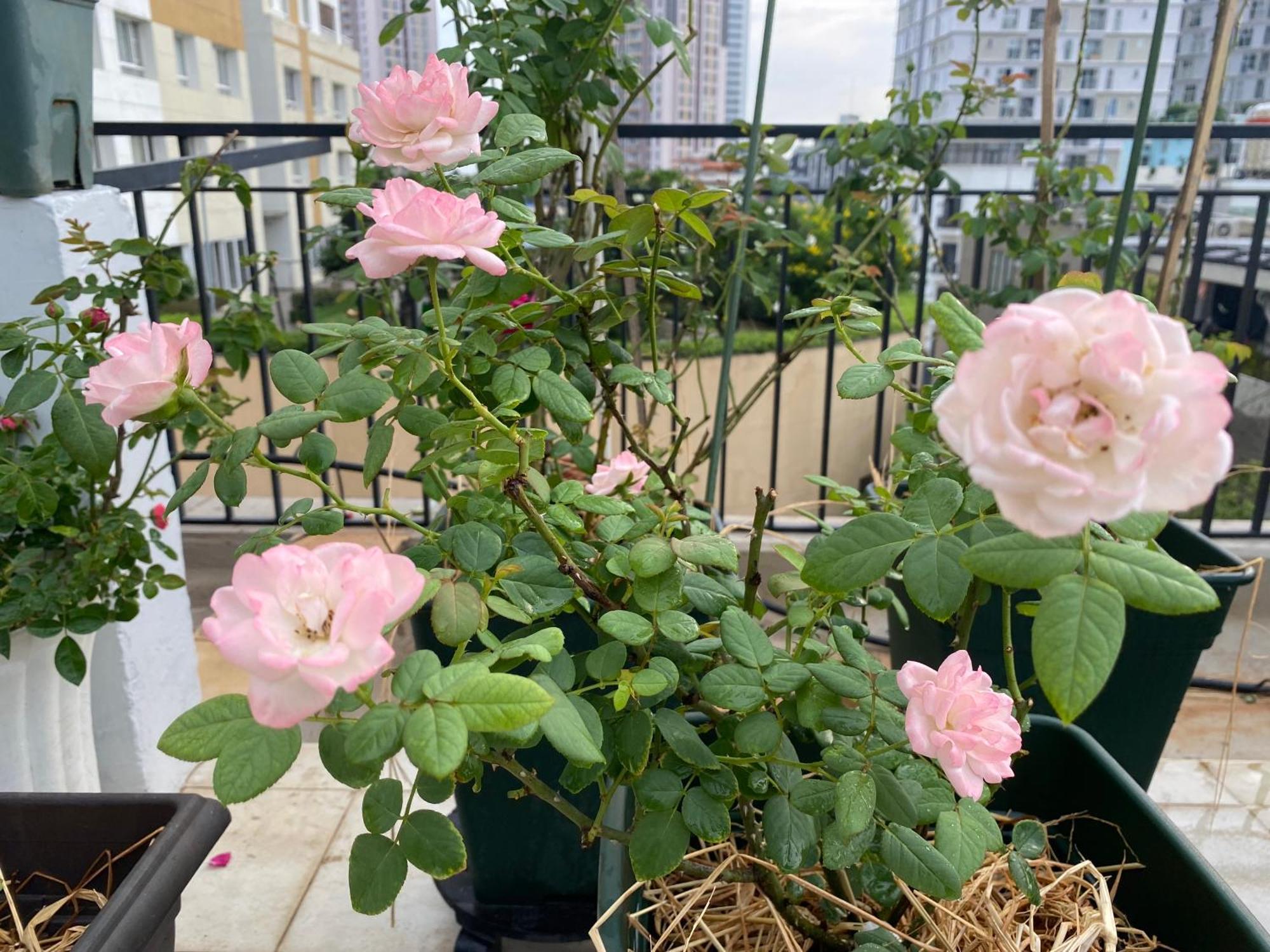 Homey Apartment Ho Či Minovo Město Exteriér fotografie